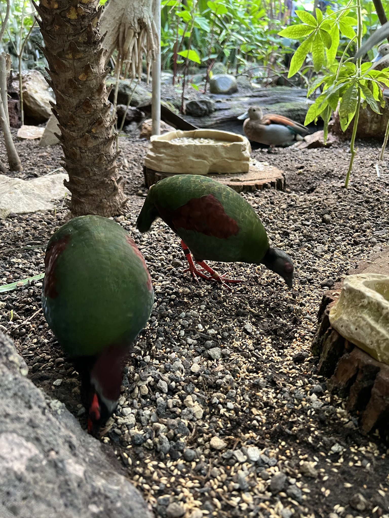 Nachmittag im Papillorama