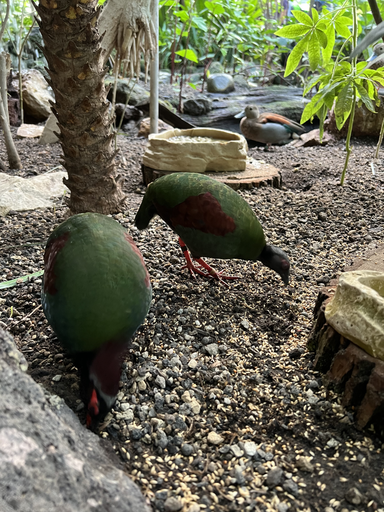 Nachmittag im Papillorama